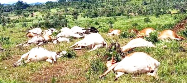 जिले में हो रही मवेशियों की मौत पर जिला प्रशासन मौन 