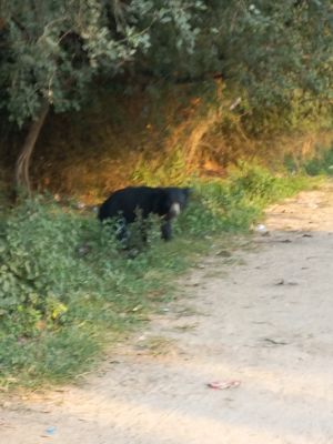 हाईवे पर दिखा भालू