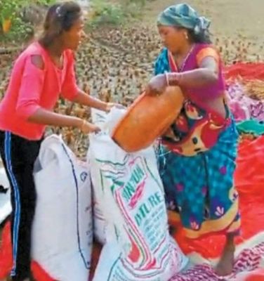 फसल चक्र परिवर्तन पर रूचि नहीं, जिले में दो लाख हेक्टेयर में धान की फसल ले रहे हैं किसान 