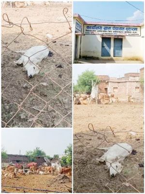 बिना शेड के कड़ी धूप और चारा-पानी की कमी