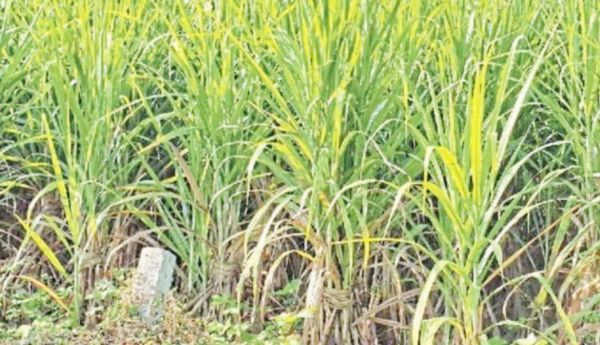 देशी गुड़ की बढ़ी डिमांड , 11 हजार एकड़ पर गन्ने की पैदावार