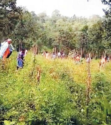 वन अधिकार पट्टा पाने की होड़ में जंगलों में पेड़ों की कटाई कर अवैध कब्जा