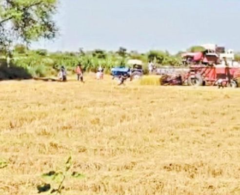 दाल मिलों के लगातार बंद होने के कारण चना उत्पादन में किसानों की रूचि कम, गेहूं में बढ़ी