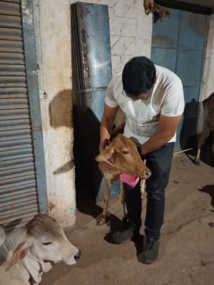सेवा फाउंडेशन अध्यक्ष ने  की बीमार गाय की सेवा