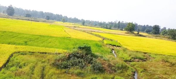 धान की फसल तैयार होने में अभी विलंब