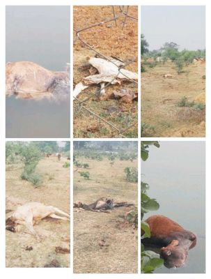 गौठान में पांच मवेशियों की मौत, जांच शुरू