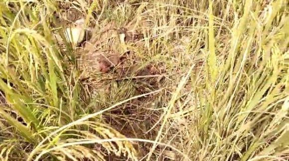धान के खेत में मिला कंकाल, हुई शिनाख्त
