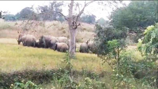 हाथीदल ने छोटे डूमरपाली में दी दस्तक