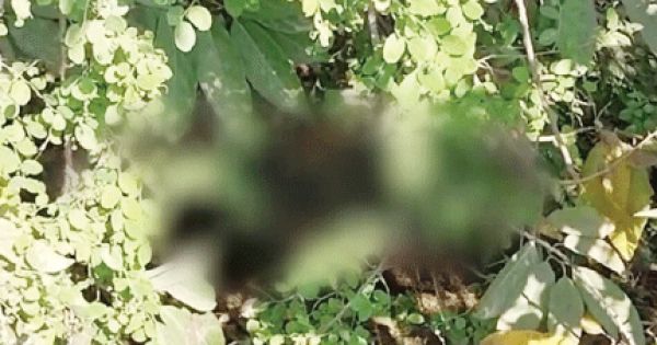युवक की सडक़ किनारे झाडिय़ों में मिली लाश
