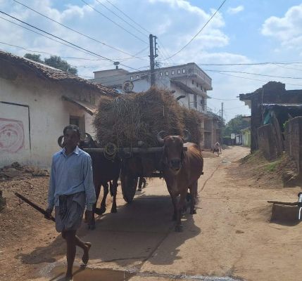 धान कटाई का दौर शुरू