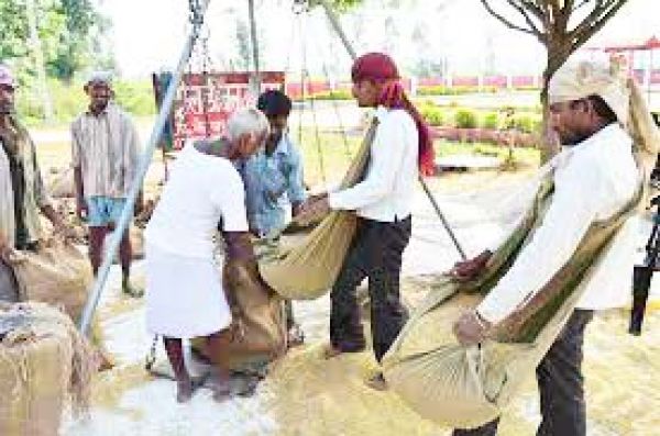 धान बेचने के लिए टोकन कटवाने से परहेज कर रहे किसान