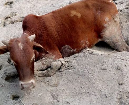 टीआरएन से निकले फ्लाई एश का स्कूल के पास अवैध निपटान  