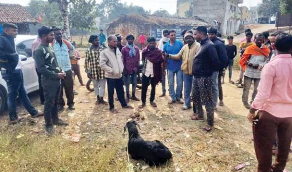 झारखंड से चोरी हुई बकरी को खोजते पहुंचे रामानुजगंज, सडक़ किनारे बंधी हुई मिली, फिर हुआ खुलासा