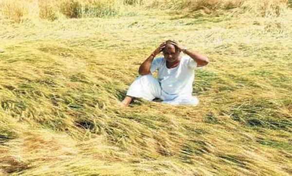 बारिश की संभावना, किसान चिंतित