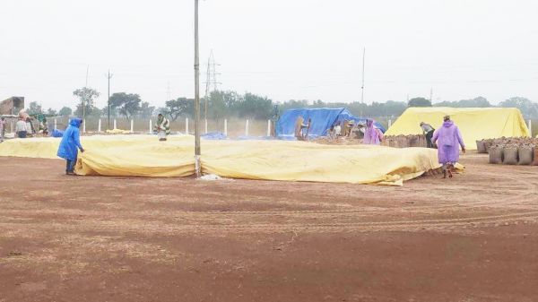 बारिश, धान खरीद केंद्र में तालपत्री होने से भीगने से बचा धान