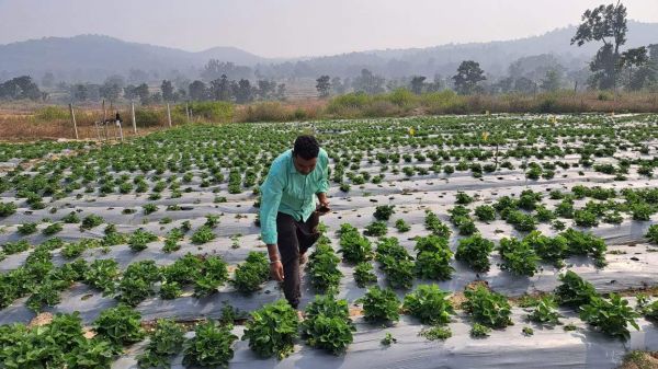नौकरी छोडक़र शुरू किया स्टार्टअप, सैकड़ों वैरायटी के फल-फूल और औषधीय पौधे लगाकर अब कर रहे लाखों की कमाई