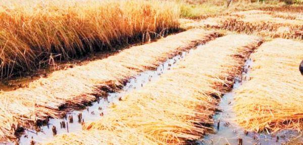 असामयिक वर्षा के मद्देनजर एडवायजरी