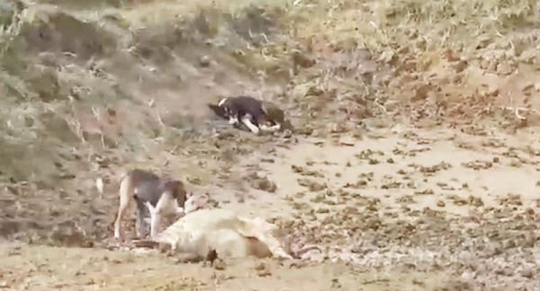 गौठान में लापरवाही, सचिव को नोटिस