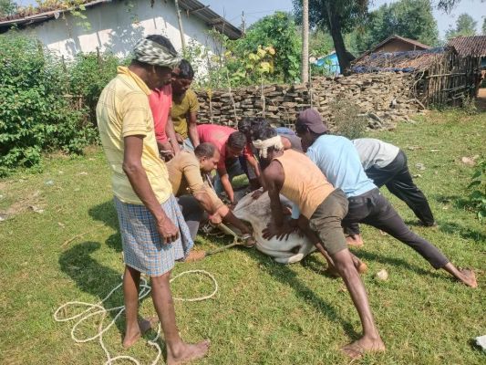 जिले में पालतू पशुओं के नस्ल सुधार  के लिए चलाया जा रहा अभियान
