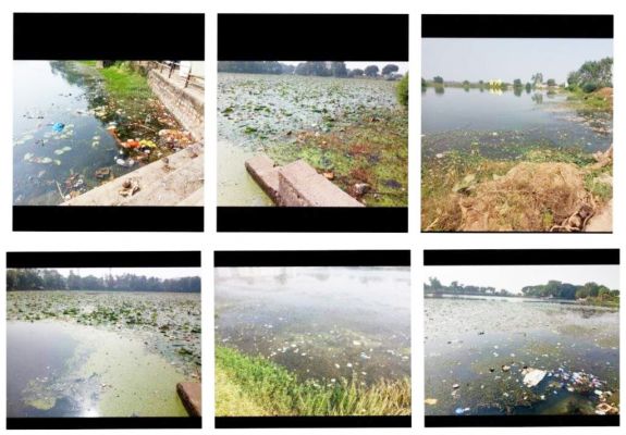 सफाई के अभाव में नपा के तालाब में फैल रही गंदगी