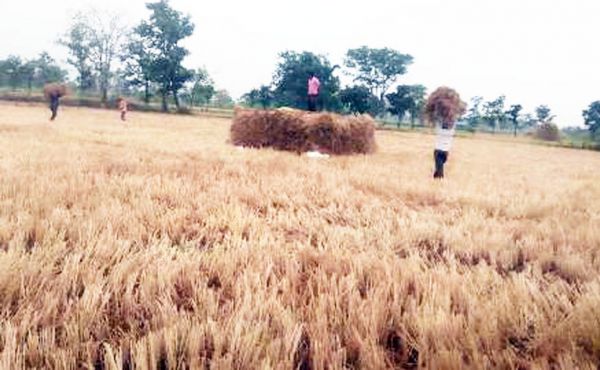 चक्रवाती तूफान मिचौंग का तबाही, आसमान पर छाए बादल, किसान हुए चिंतित
