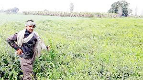 मिचौंग: कटाई-मिंजाई ठप,  धान खरीदी भी प्रभावित