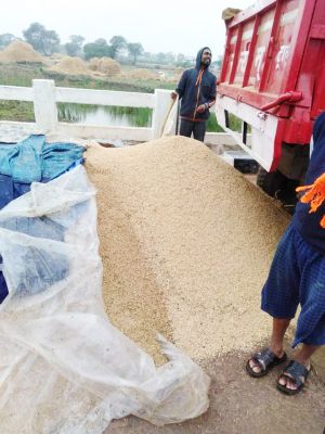 बेमौसम बारिश, सोसायटी में धान  खरीदी बंद, किसान चिंतित