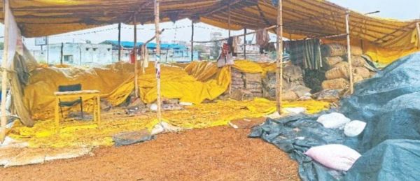 बारिश से खड़ी फसलों को नुकसान, किसान नहीं बेच पा रहे धान 