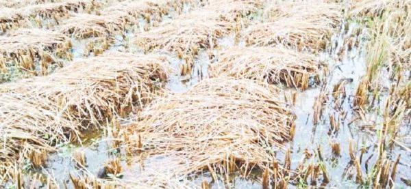जिले के 411 गांवों के कुल 10834 हेक्टेयर में धान की फसल को 15 से 20 फीसदी नुकसान