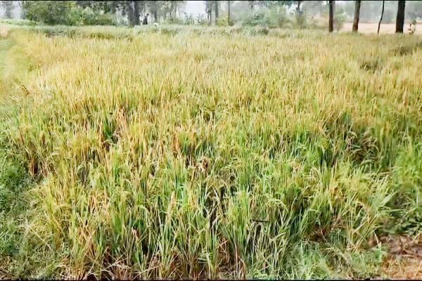 3 दिनों की बारिश ने किसानों की बढ़ाई परेशानी, खेत व खलिहान में भीग रहे धान