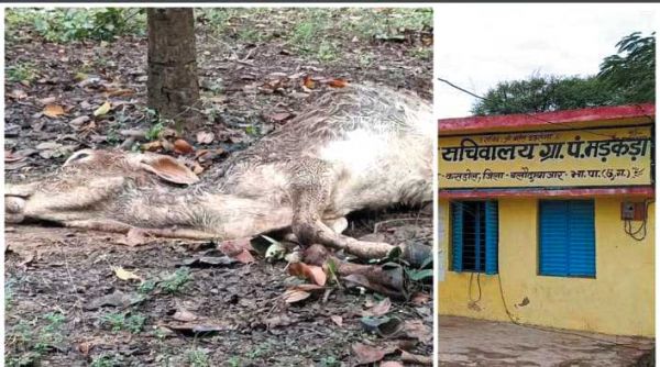 गौठानों में अव्यवस्था, चारा-पानी नहीं, गायों की मौत