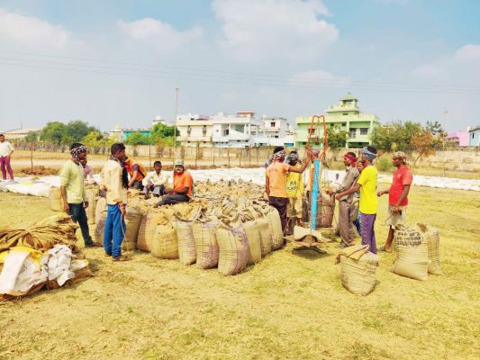 अब तक में 2.63 लाख 823 मीट्रिक टन धान की खरीदी 