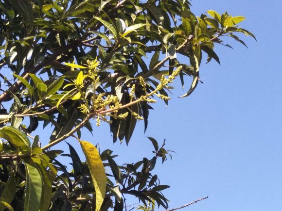  आम के पेड़ में लहलहाने लगे बौर