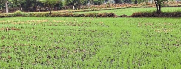 गर्मी में 15 हजार हेक्टेयर से ज्यादा रकबे में हो सकती है धान की खेती, दूसरी फसल लेने में किसानों की अरूचि 