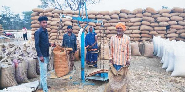 कर्ज की वसूली से किसान मायूस, लवन समिति में 17 फीसदी धान की खरीदी