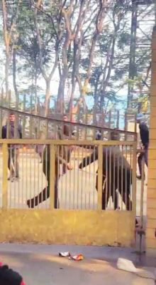 जिंदल में ठेका कर्मियों को दौड़ा-दौड़ाकर लाठी डंडे से पीटा