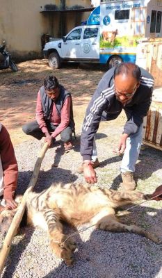 वाहन की ठोकर से लकड़बग्घा घायल 