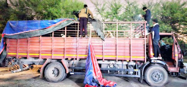 नाकाबंदी कर ट्रक से 38 मवेशी जब्त