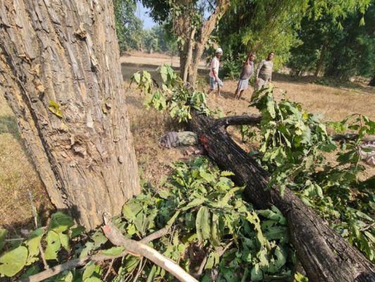 पेड़ काटते बुजुर्ग गिरा, मौत