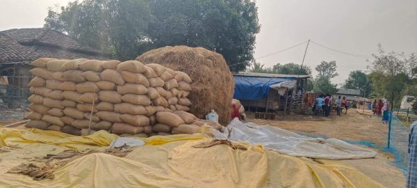 अवैध परिवहन, 556 क्विंटल धान जब्त