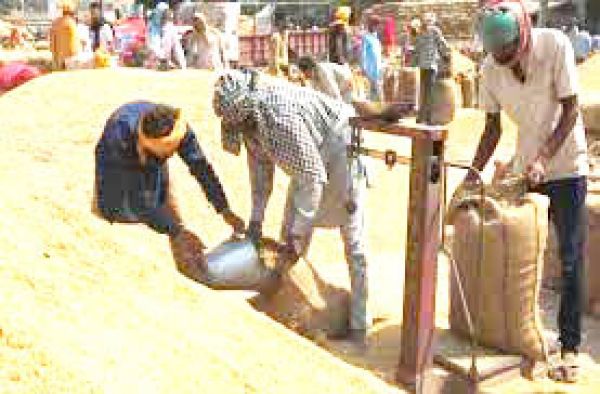 धान खरीदी की धीमी रफ्तार से किसान चिंतित, समय बढ़ाने की मांग