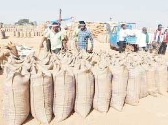 त्योहार, चुनाव, बारिश और ड्राइवर हड़ताल से धान खरीदी पर विपरीत असर