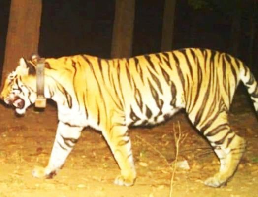 सूरजपुर की बाघिन रच-बस गई एटीआर में, रेडियो कॉलर से आजाद