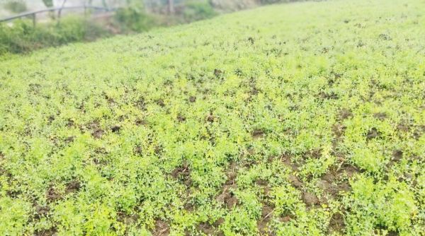 बेमौसम बारिश से धनिया, मसूर, तिवरा की फसल को नुकसान