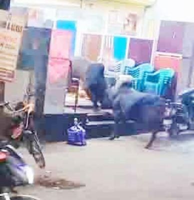 सांडों की लड़ाई से बाल-बाल बचे लोग