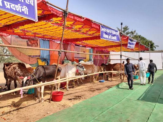 जिला स्तर पशुमेला सह पशु प्रदर्शनी 