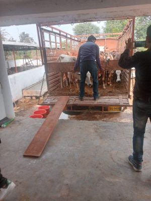 29 मवेशियों से भरा वाहन पकड़ाया