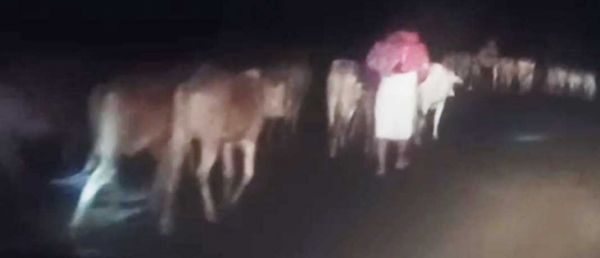 वनांचल गौ तस्करों की सुरक्षित पनाहगाह लैलूंगा, रैरुमा पुलिस का काम संदिग्ध 