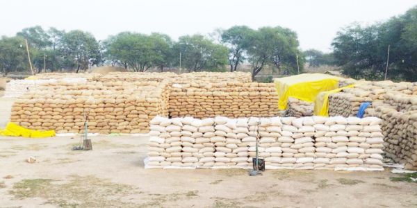 15 उपार्जन केन्द्रों में 3 लाख क्विंटल धान जाम