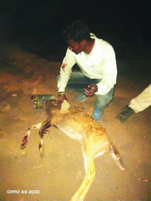 जख्मी हिरण का उपचार कर जंगल में छोड़ा